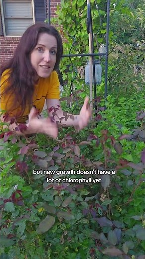 Plant Facts: Why Red Bushes Change Leaf Colors #plants