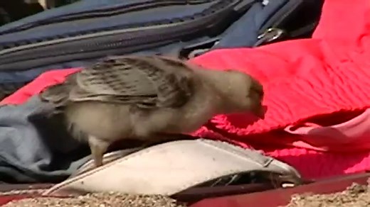 Kauai’s Wild Chickens:  The good, the bad, and the ugly!