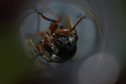 Cicada invasion 2025: Will the insects emerge in Virginia this year?