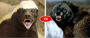 Wolverine vs Honey Badger fight comparison, who will win?