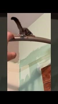 Sugar Gliders Jump When Called || ViralHog