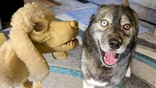 It's a packed fall day with the snow dogs! We're dog-sitting an energetic friend and playing in the yard, while Eleanor does some "landscaping" by digging a giant hole. Later, we bake some delicious caramel apple oatmeal cookies (for humans only!) and show off our Halloween decorations. #GoneToTheSnowDogs #FallVibes #Halloween | Snow Dogs Vlogs