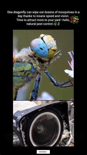 🐉 Dragonfly Vision vs Camera Lens Cleaning 🤯 | Nature Meets Technology