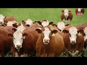 Simmental at Boomey Park