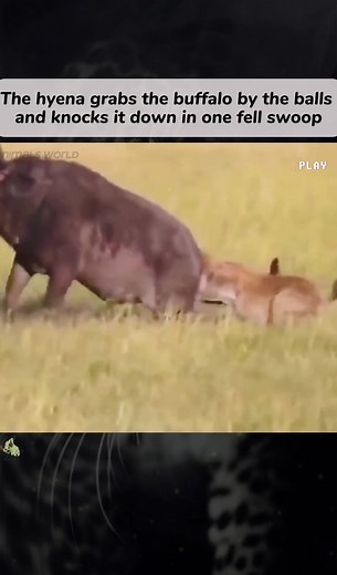 The hyena grabs the buffalo by the balls and knocks it down in one fell swoop#hyena#buffalo#animals#Animalworld #foryou#foryourpage#fyp
