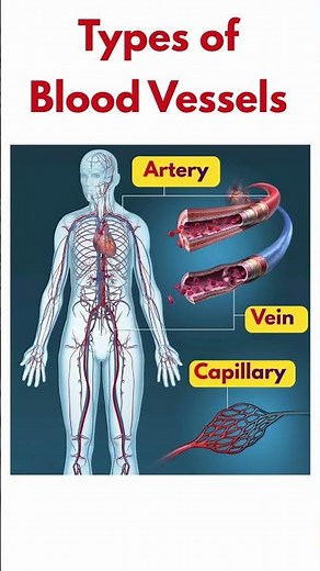 The Circulatory System Explained | IGCSE Biology Revision