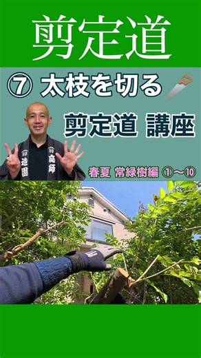 《わかりやすく》形を整えられる剪定の進め方 #剪定方法 #高さを下げる #庭木の剪定 #庭作業 #骨格 #初心者 #基本
