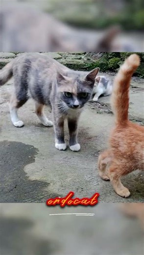 FUNNY KITTENS RUNNING AND PLAYING