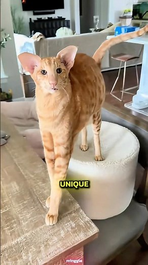 Orange Cats Prove Evolution Actually Works #orangecat #science #cats