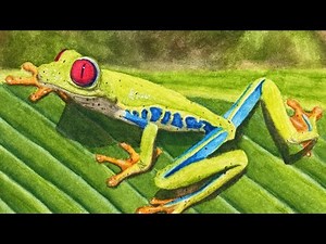 Red Eyed Tree Frog With Watercolor Pencils Part 1 Real Time Tutorial