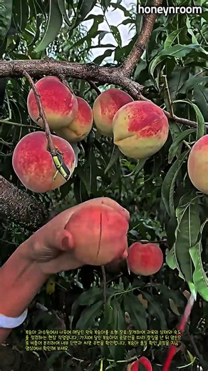 칼집을 내어 과육 단면을 확인하는 복숭아 검수 #worker #process #peachcutting #farmer #nature