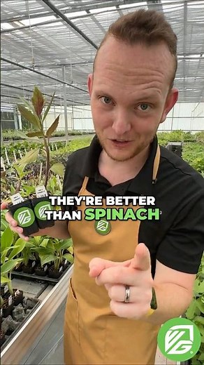 These 'Spinach' Plants Will Change Your Health Game #LongevitySpinach #HealthBenefits #Gardening