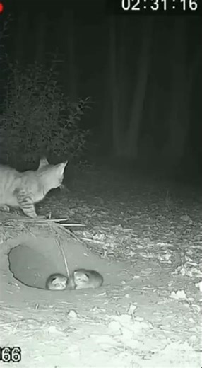 Fox Takes Two Kittens in Seconds | Real | CCTV Footage
