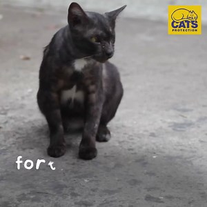 Tonight, so many cats will curl up with hunger. Help us give them food and protection even when our centres have to close. | Cats Protection