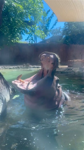 🎉 September is bursting with birthdays at the Honolulu Zoo! 🎂 Just as we wrapped up celebrating our lovely hippo Louise turning 34, it’s time to shower Mara with birthday love as she turns 22! 🦛💖You know what that means… melons for everyone!!! 🍉🎁 #happybirthday #birthdayhippo #mara #22ndbirthday #melons #yummy #keepercam #honoluluzoo #hawaii | The Honolulu Zoo
