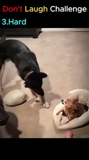 Top 5 Dumbest Moments #shorts #fail #funnyvideo