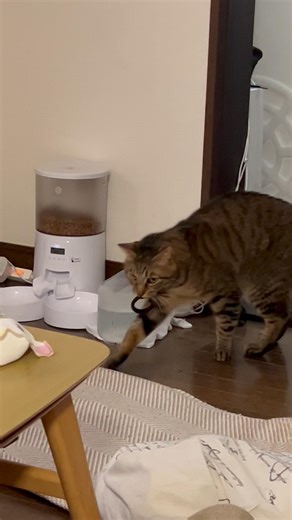 お水の中に落ちちゃったヘアゴムを救出したねこ #cat #きなこときすけ #猫のいる暮らし