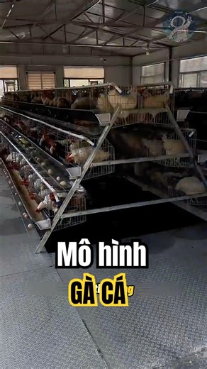 Mô hình cộng sinh gà, cá thông minh.