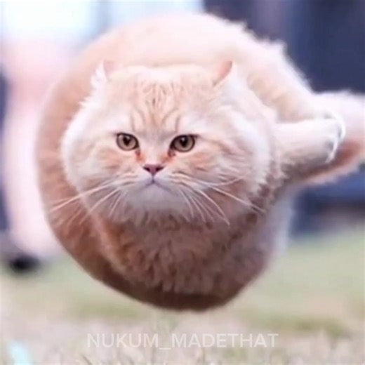 spinning cat trend edit || i dint even know why i mde ta edit tbh 😭😭 || idk song name btw || #spinningcatmeme #spinningcatedit