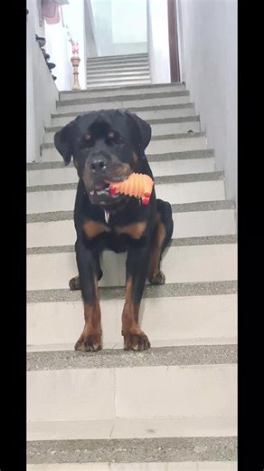 #rottweiler