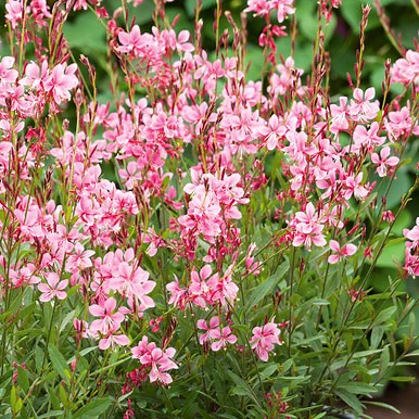 Gaura lindheimeri 'Emmeline Pink'