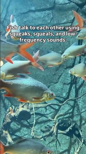Fish are fascinating animals with rich lives of their own 🐟