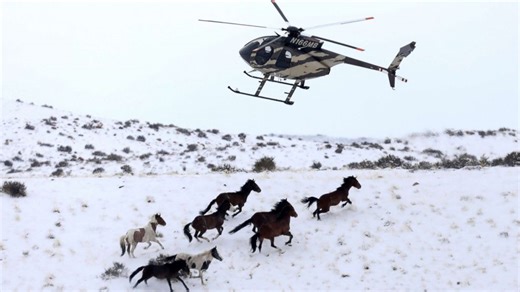 Wild horses rounded up by helicopter in program sparking controversy