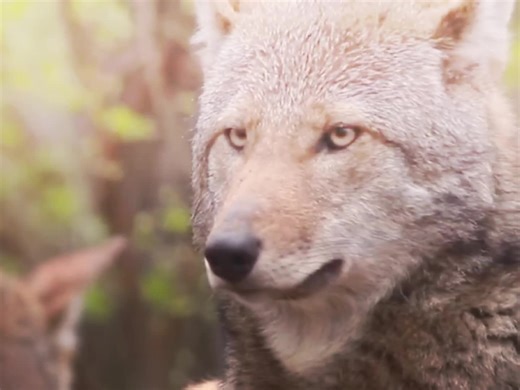 These animals are going extinct and what is up next is to everyone of us the beauty of them and Hunters are killing them 😭 the animals don't understand why are they being attacked Red wolf African wild dog Sunda tiger and the Amur Leopard and her baby please help them God 😭😭 #Capcup #wildlife #David #Redwolf #africanwilddog #sundatiger #amurleopard #foryoupagee