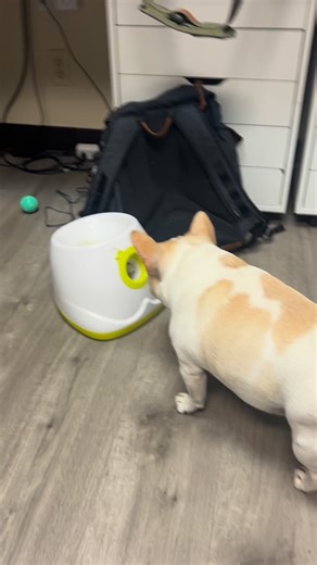 Um fergie. I don’t believe that’s how you play the game 😂😂 | Block House Creek Animal Hospital