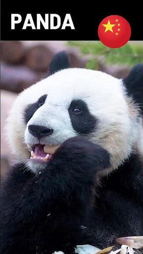 Top National Animals Around the World 🌍