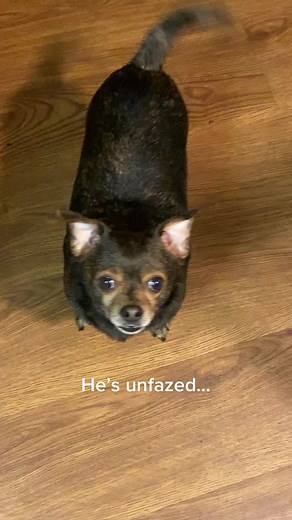 Intense Eye Contact: Unfazed Stare Down