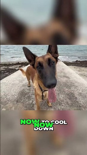 Parkour Dog: Watch This Pup's Incredible Concrete Cube Jumps! #shorts