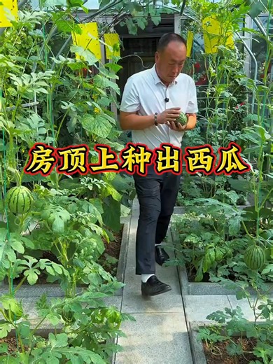 自己种菜自给自足：如何放心吃蔬菜鸡蛋（家庭种植建议）