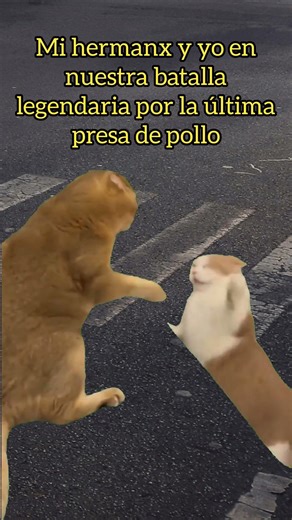 pero gané #hermanos #humor #pelear #shortshumor #memes #cat