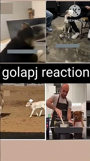 Cutest & Funniest Animal Moments Ever 🐶🐱. “Funny Animals Doing Crazy Things 😂