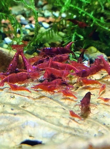 Indulge in Delicious Gambas Bloody Mery Recipe