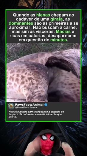 Eles não começam pela carne Começam pelos órgãos