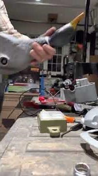 Mojo King mallard spinning wing duck repair. How to take mojo mallard apart.