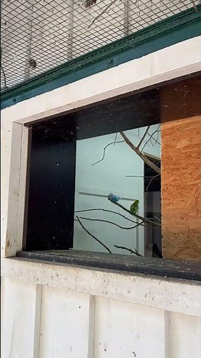 Сколько живут волнистые попугаи 🦜 продолжительность жизни волнистика дома и в природе. Жизнь волны