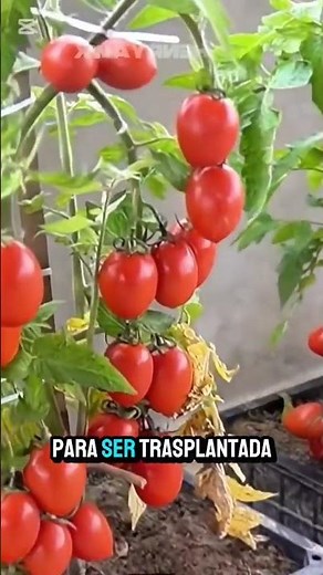 Así puedes plantar tomates en casa fácil y rápido