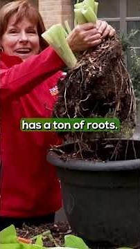 Winterizing Tropical plants