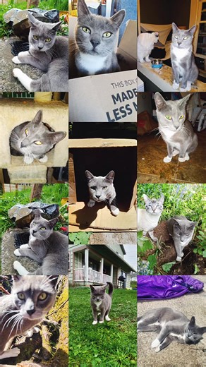 We can pick up Valentine later today, but are three hundred bucks short on his vat bill. Reach out if you can help. #catlady #ESA #cat #survivalstory