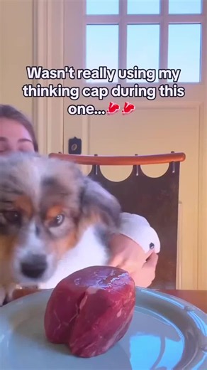 He thought he caught the ball but the ball had other plans today. Hit follow for more honest dog fails. #dogfails #funnydogs #dogsoftiktok #funnyanimals #dogs
