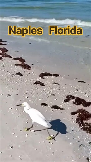 QUIET MOMENTS on a Hidden Naples Florida Beach #shorts #wildlife #naturephotography