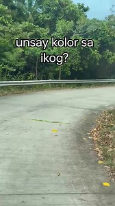 iliw! Filipino (specifically Cebuano), "iliw" refers to the green rat snake (also known as Dryophiops philippina). It's a common name for this non-venomous snake, and it's recognized in Filipino culture. Here's a more detailed breakdown: "Iliw" as a Snake Name: "Iliw" is the Cebuano word for green rat snake. Scientific Name: The scientific name for this snake is Dryophiops philippina. Characteristics: These snakes are known to be docile but can become nervous if disturbed. They are arboreal but