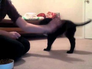 Clicker Training 10 week old Lab Puppy, Shasta