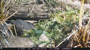 78K views · 1.2K reactions | #DidYouKnow While not a true beaver, the...