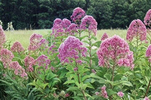 100 Purple Joe Pye Weed Seeds – Eutrochium Purpureum – Native Pollinator Plant - Etsy