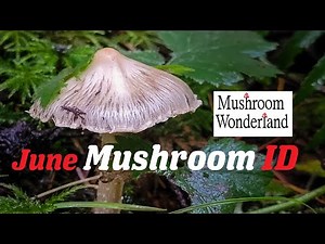 June Mushroom Identification in a Beautiful Forest