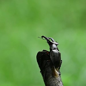 24 reactions · 3 comments | Look out for flying stags! 歷 These beefy beetles are one of the UK's biggest insects, and at this time of year the antlered males go flying in search of females - quite a sight if they come flying towards your head!  One of our wild highlights for July: https://www.bbowt.org.uk/blog/pete-hughes/our-top-10-wildlife-sightings-july | Berks, Bucks and Oxon Wildlife Trust - BBOWT | Facebook